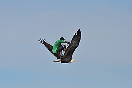 skatebirding,鷹,天空