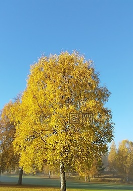 樹,黃色,秋