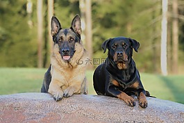 狗,羅威,德國牧羊犬