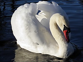 鳥(niǎo),性質(zhì),天鵝