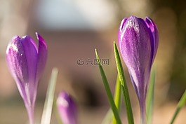 藏紅花,春天,鮮花