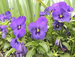 潘茜,中提琴 wittrockiana,紫罗兰色