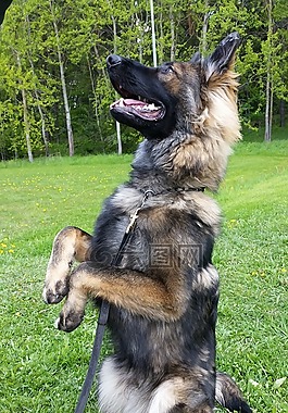 狗,德國牧羊犬,其優良