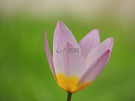 百合,開花,紫