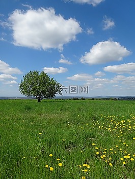樹,草甸,景觀