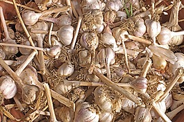 大蒜,收獲,多