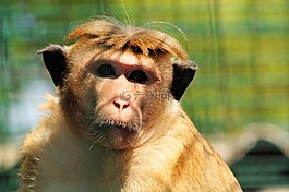 猴子,哺乳動(dòng)物,動(dòng)物園