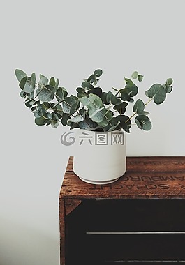花,盛開,花園