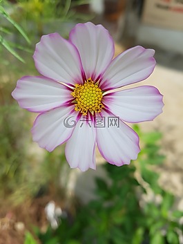 宇宙,秋季,花瓣