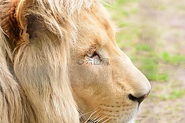 獅子,男性,肖像