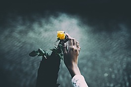 花,黃色,花瓣