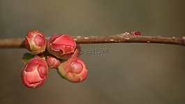 春天,花芽,分支机构