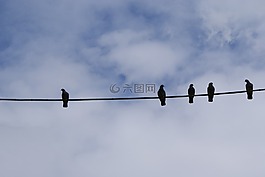 鳥,坐,鴿子