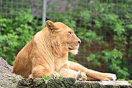 獅子,母獅,動物世界