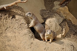 草原土撥鼠,嚙齒動物,nager