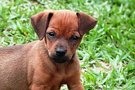 動物,狗,寵物