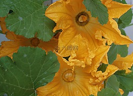 開花,夏南瓜,黃色
