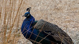 孔雀,男性,鳥
