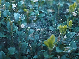 蜘蛛網(wǎng),夕陽(yáng),對(duì)沖