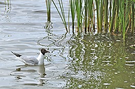 海鷗,湖,水禽