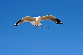 海鷗,鳥,野生動物