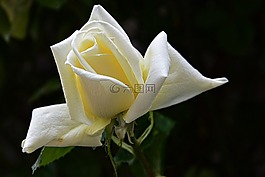 玫瑰,白,開(kāi)花