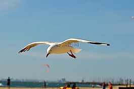 海鷗,鳥,翅膀