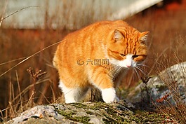 貓,春天,貓咪