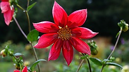 娇琴纱,秋花开花,秋季