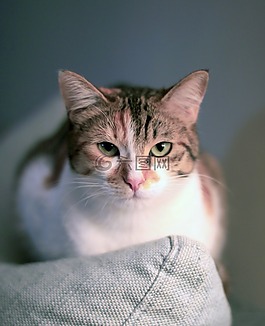 貓,動物,貓的眼睛
