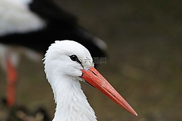 鸛,鳥(niǎo),動(dòng)物肖像
