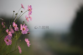 鮮花,大自然,植物