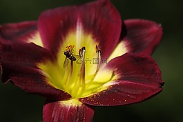 蜜蜂,花粉,花