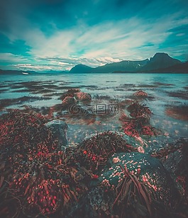 自然,珊瑚,海洋