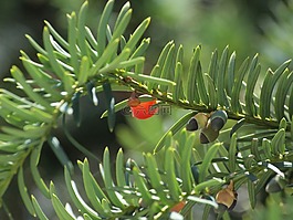 紅豆杉,針葉樹,植物