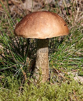 遠東 scabrum,蘑菇,布朗