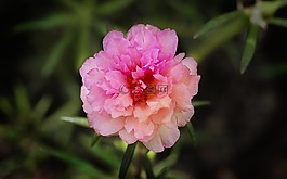 自然,花,植物區(qū)系