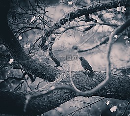 树,森林,鸟