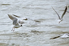 海鷗,湖,水禽