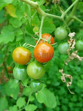 番茄,成熟,綠色