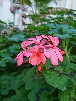 植物,花,性質(zhì)