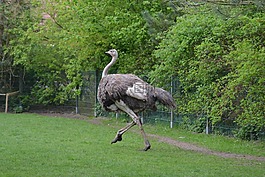 鳥,動物,性質(zhì)