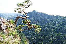 山,樹,返回頁(yè)首