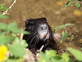 水老鼠,海貍鼠,動物