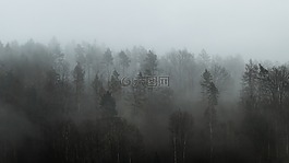 森林,霧,天氣