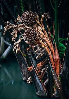 抽象,藝術(shù),秋
