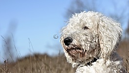 goldendoodle,狗,混合动力