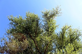性質(zhì),樹木,夏末