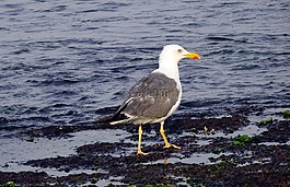 鷗,鳥,海鷗