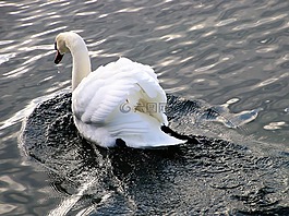 湖,鳥(niǎo),性質(zhì)